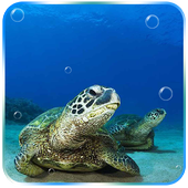 Tortoise icon