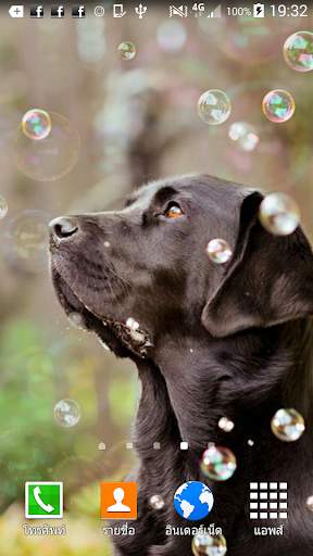 Labrador Wallpaper screenshot 1