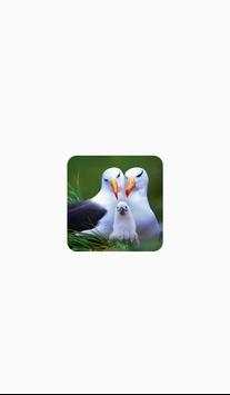 Live Birds Wallpapers(offline) screenshot 1