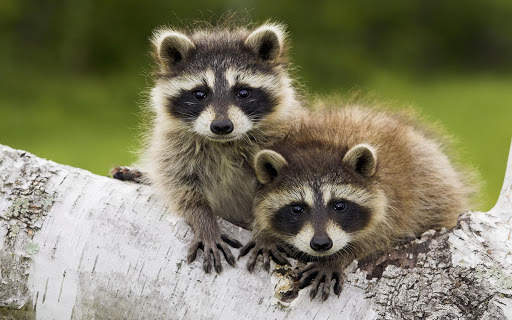 Raccoon Wallpaper screenshot 3