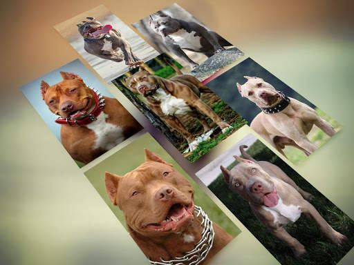 Pitbull Wallpaper HD screenshot 8