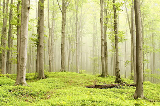 Woodland Wallpaper screenshot 3