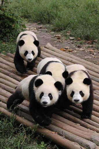 Panda Wallpaper - Cute Panda Wallpapers 🐼 screenshot 16