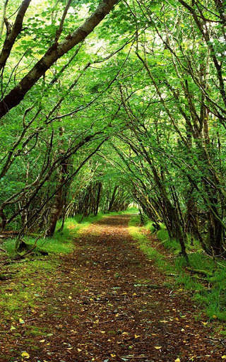HD Forest Live Wallpaper screenshot 5