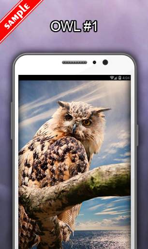 Owl Wallpapers screenshot 2