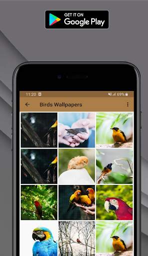 Birds Sounds Ringtones & Wallpapers HD - OFFLINE screenshot 1