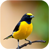 Birds HD Wallpapers आइकन