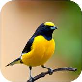 Birds HD Wallpapers 1.0