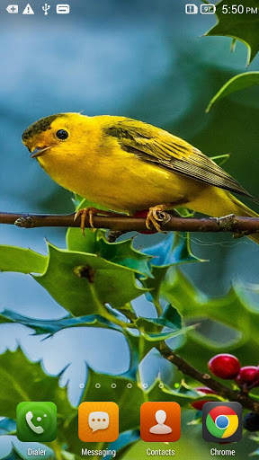 Small Bird Live Wallpaper screenshot 1