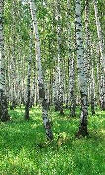 Birch wallpapers screenshot 3