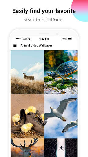 HD Animal Video Wallpaper screenshot 1