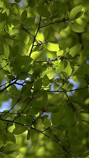 Forest Video Wallpapers screenshot 7