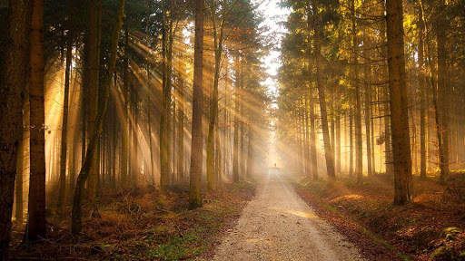 Forest Live Wallpaper screenshot 12