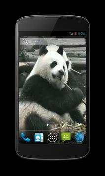 Panda Free Video Wallpaper screenshot 1
