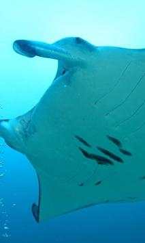 Sea Animals Puzzles Games screenshot 1