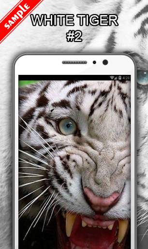 White Tiger Wallpapers screenshot 3