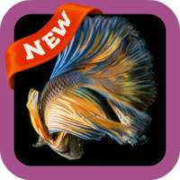 Fighting Fish Wallpaper logo