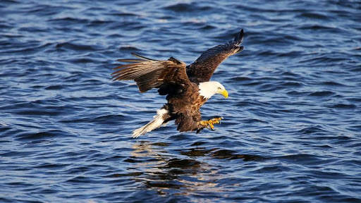 Eagle HD Wallpaper screenshot 7