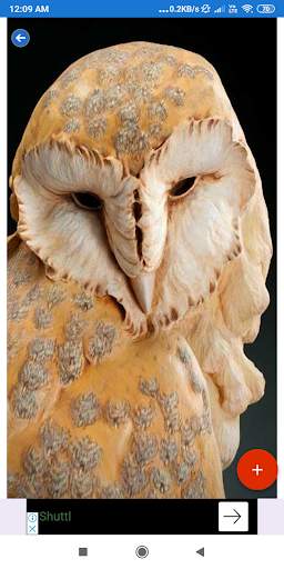 Owl Wallpaper: HD images, Free Pics download screenshot 6