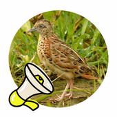 Turnicidae Sound icon