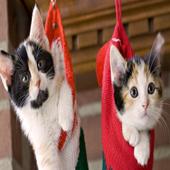Christmas Cats wallpaper icon