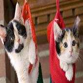 Christmas Cats wallpaper 1.0