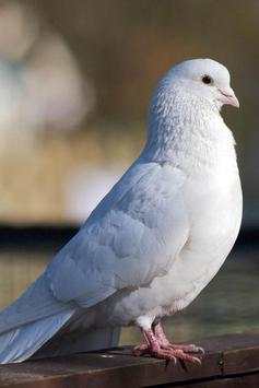 Birds Wallpaper screenshot 9