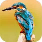 Birds Jigsaw Puzzle 1.0