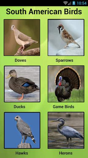South American Birds स्क्रीनशॉट 1