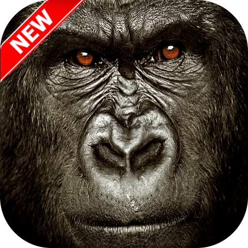 Gorilla Wallpaper 1.0.0