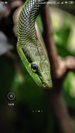 Snake Wallpaper screenshot 13