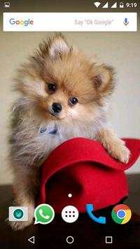 Pomeranian Dog HD Wallpapers 2 تصوير الشاشة