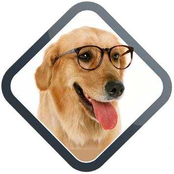 Dog Training Apps screenshot 1