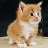 Cat Cute Lock Screen