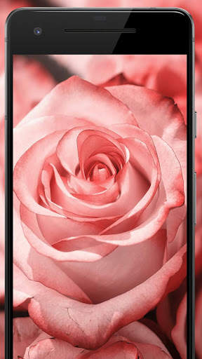 Rose Wallpaper, Floral, Flower background : Rosefy screenshot 3