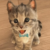 Cat Cartoon icon