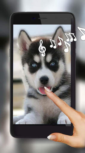 Husky Puppy Live Wallpaper screenshot 1