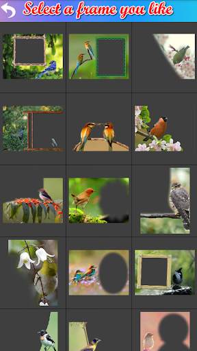 Bird Frame Collage screenshot 3