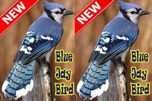 BLUE JAY BIRDS NEW screenshot 3