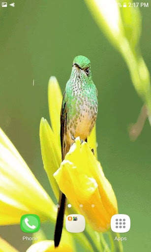 Bird On Flower LWP screenshot 3