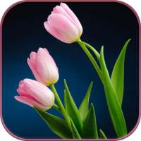 HD Pink Tulips Live Wallpaper logo