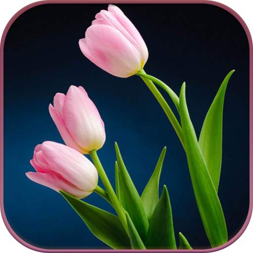 HD Pink Tulips Live Wallpaper 1.2