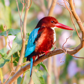 Bird Wallpaper icon