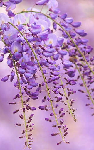 HD Lilac Flower Live Wallpaper screenshot 1