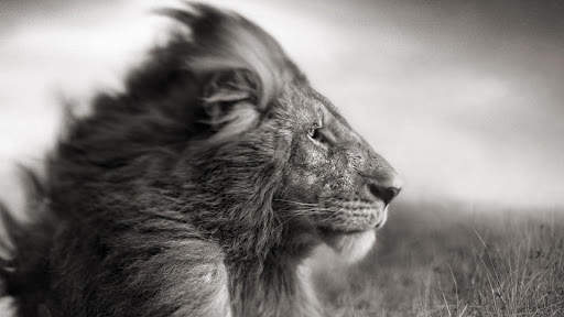 Lion Live Wallpaper (Wallpapers & Backgrounds) screenshot 11