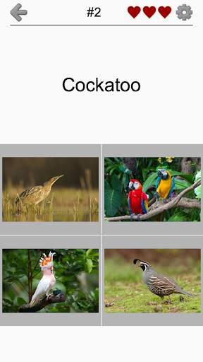 Bird World - Famous Birds Quiz screenshot 5