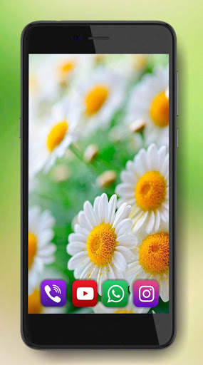 Camomiles Flowers Live Wallpaper 3 تصوير الشاشة