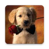 Litle Puppy Wallpaper 1.0.0