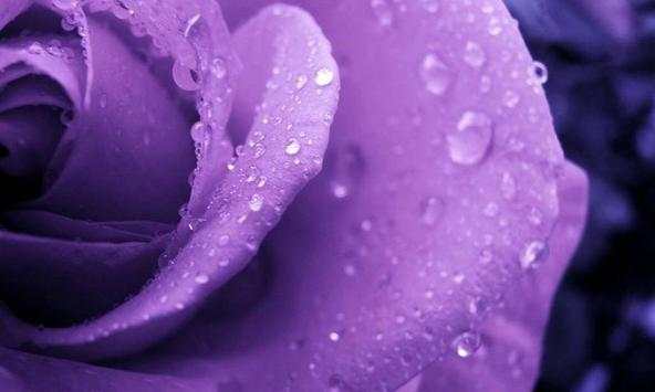 Roses 3d Wallpapers screenshot 3