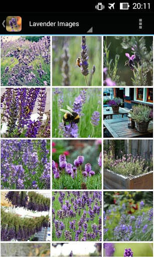 LavenderBG: Lavender Wallpaper screenshot 2